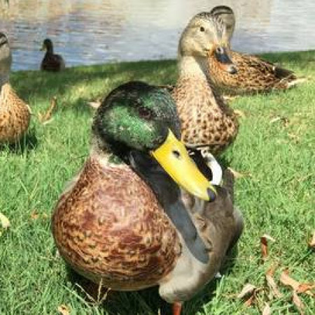 beautifulpurplemushroomhead